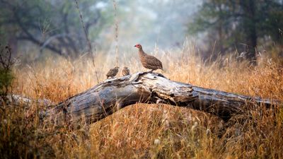 Pheasant at Sunrise