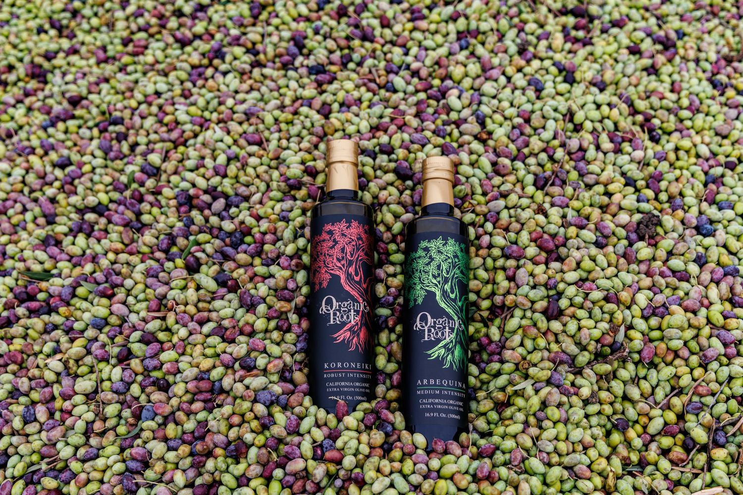 Olio Nuevo Olio Nuevo