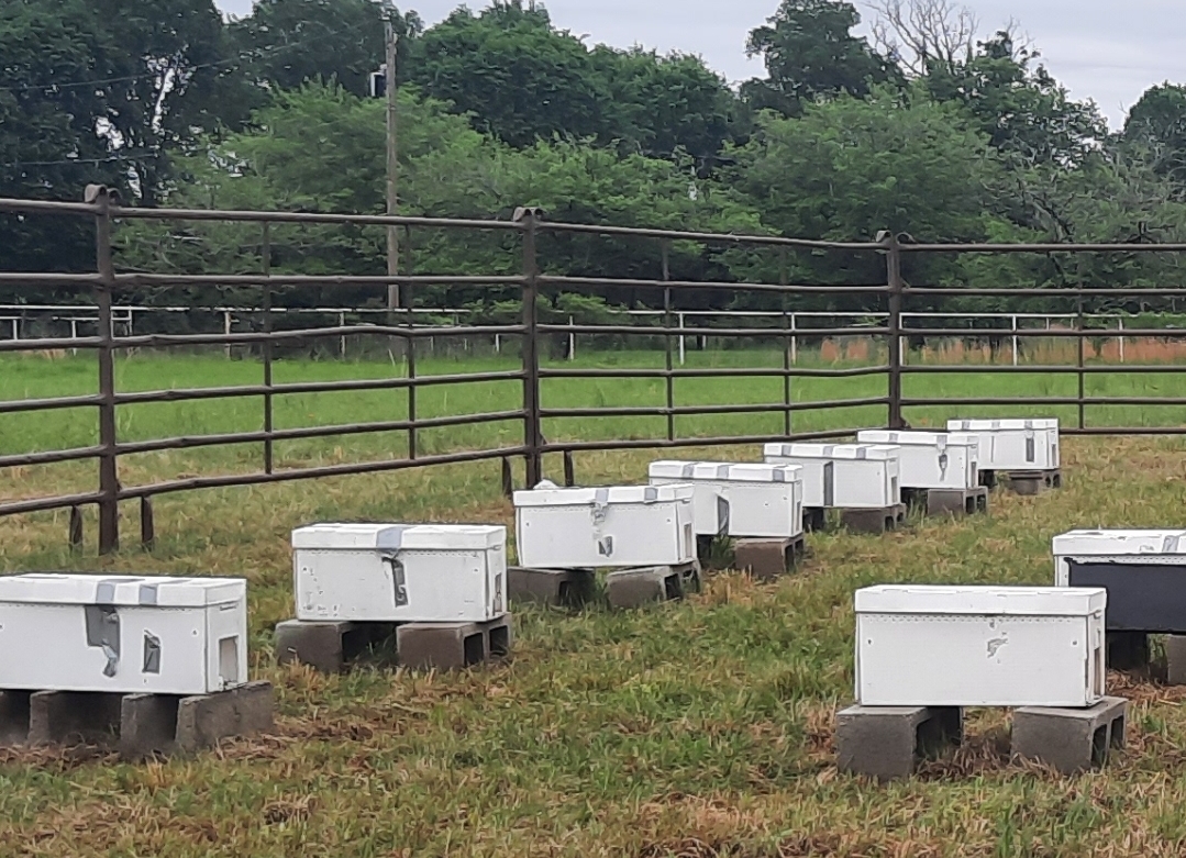 Spring Nucs 2024