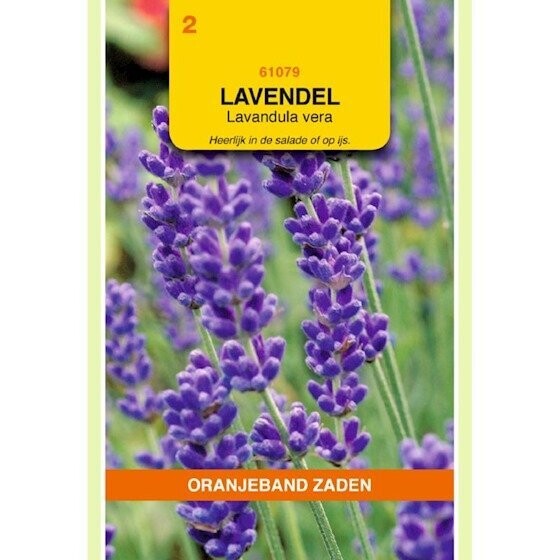 OBZ Lavendel