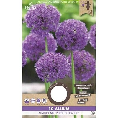 Allium Purple Sensation 10/12 10st.