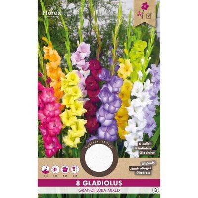 Gladiolus Grandiflora mix