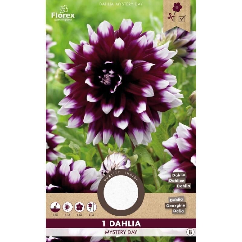 Dahlia Decoratief Mystery Day Paars/wit