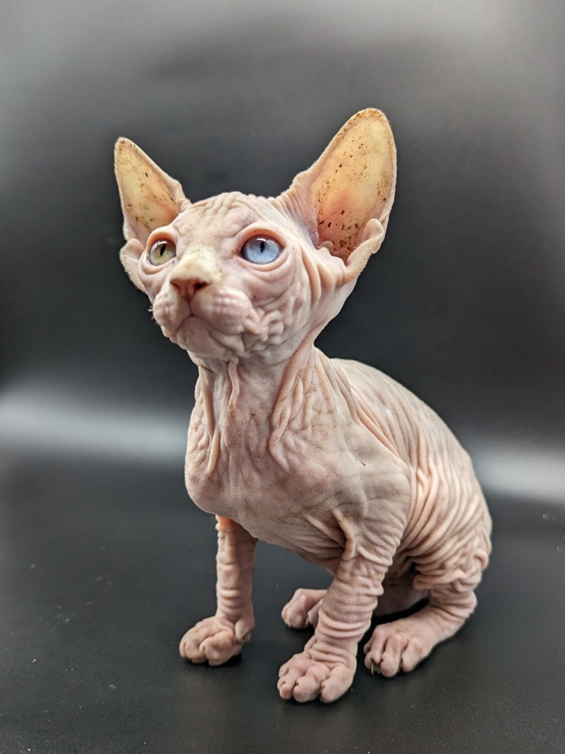 Venezia  E N T R E G A D A