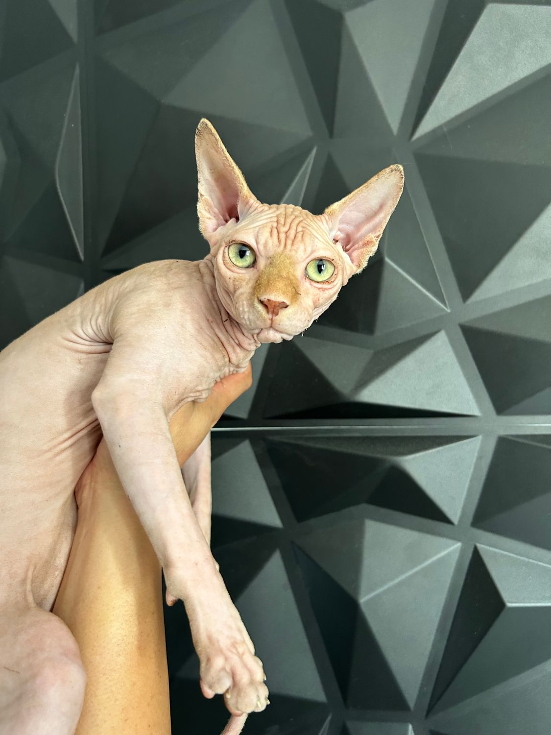 Keto E N T R E G A D O