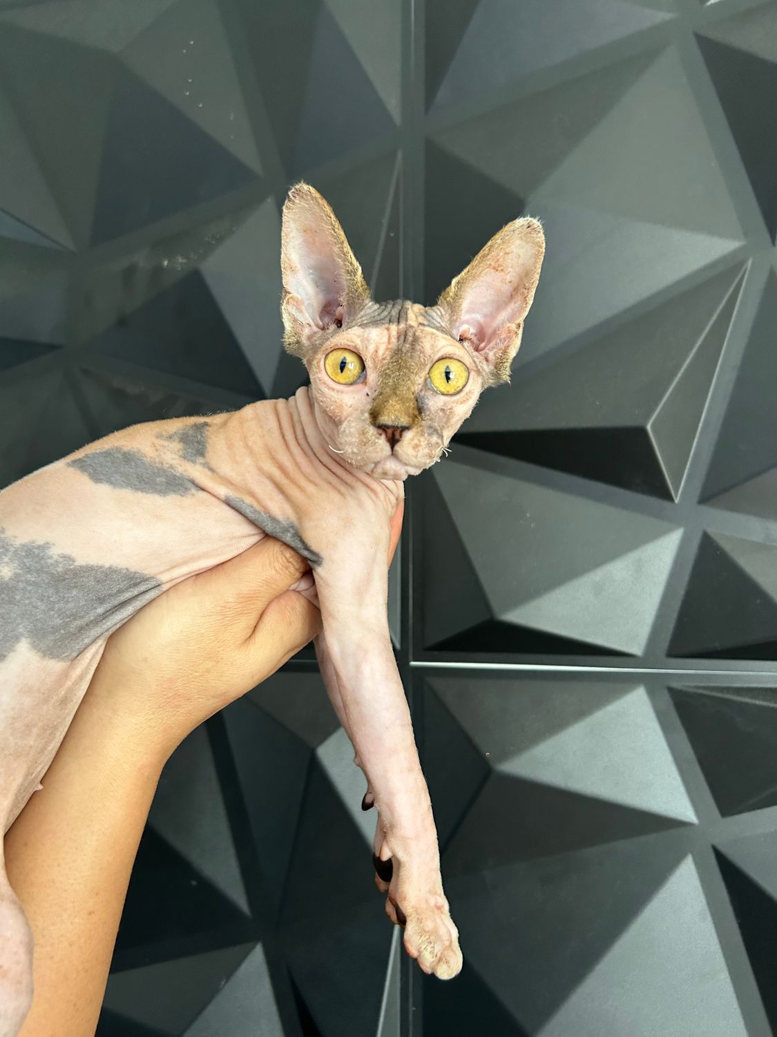 Lima E N T R E G A D A