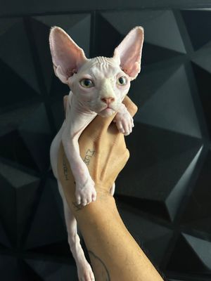 Apolo E N T R E G A D O