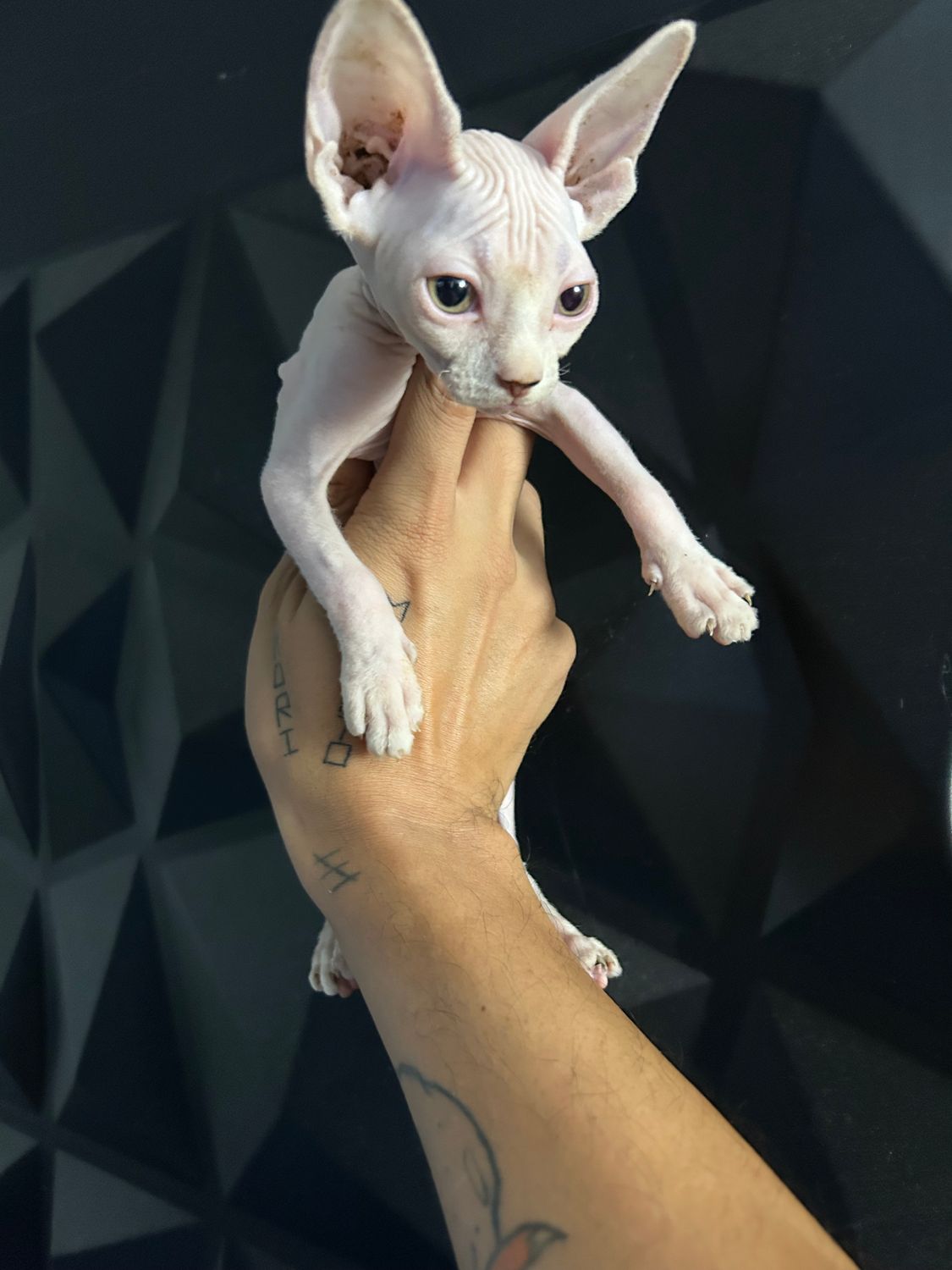 Atenea E N T R E G A D A