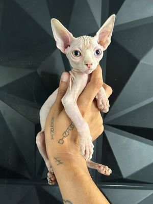 Naruto E N T R E G A D O