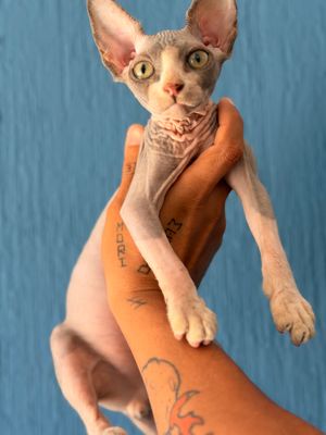 Oliver E N T R E G A D O azul