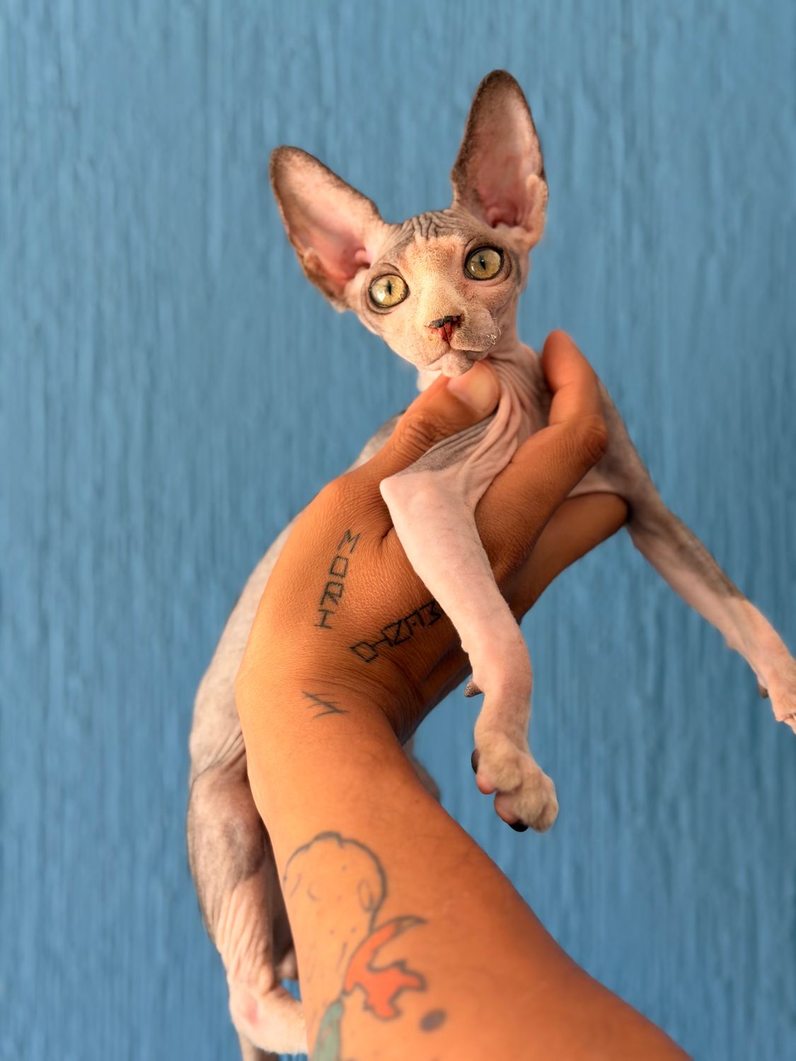 Olaf E N T R E G A D O Negro