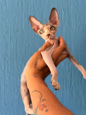 Olaf E N T R E G A D O Negro