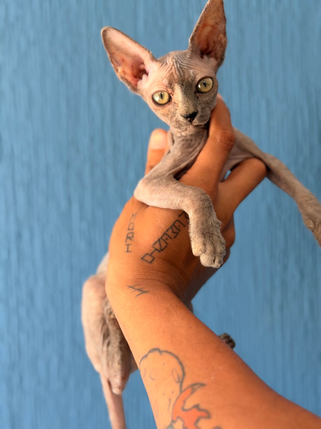 Merlina E N T R E G A D A