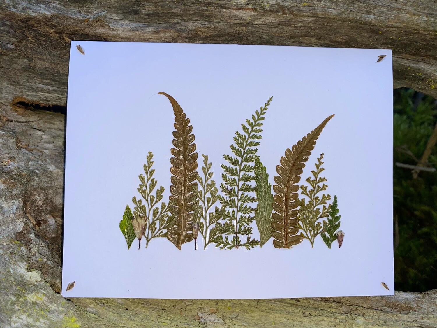 Pressed Botanical Greeting Card Set