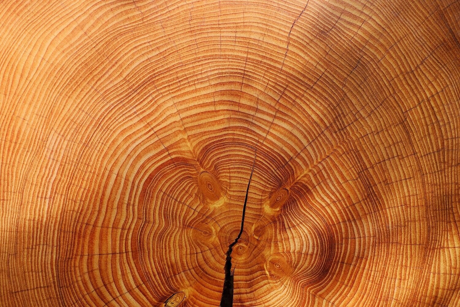 Le bois de chêne