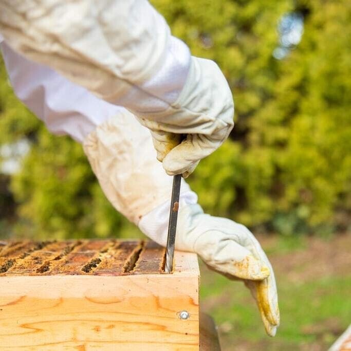 Adopt a Hive