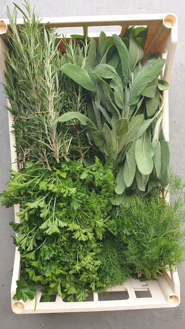 ERBE AROMATICHE