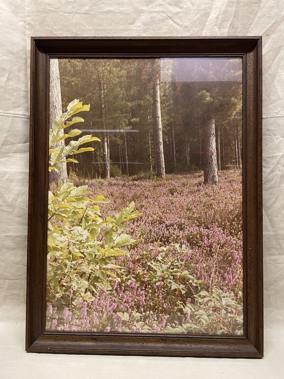 Photo d'un paysage forestier 56,5x77