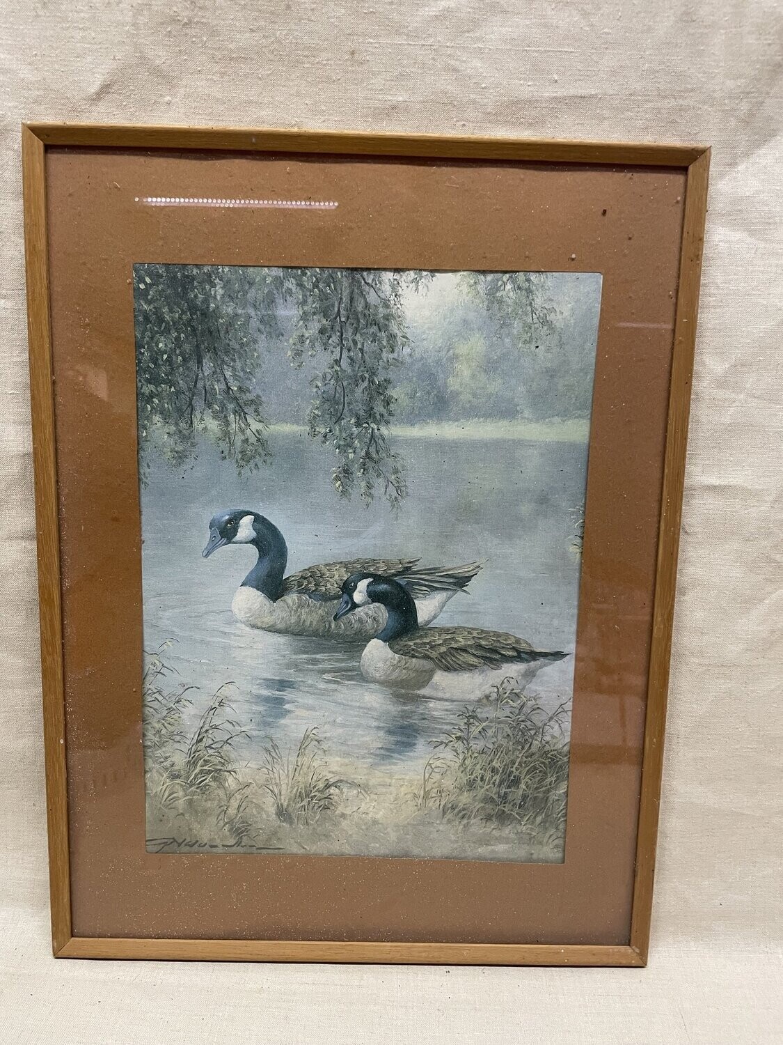 Bernaches sur l'eau  42x31