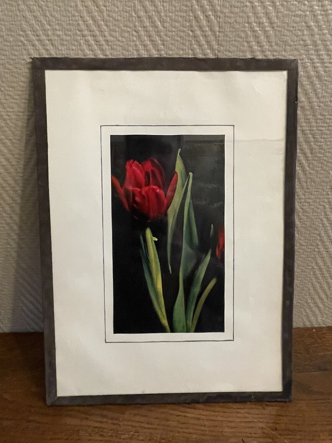 Photo d'une tulipe - 28 cm x 38 cm