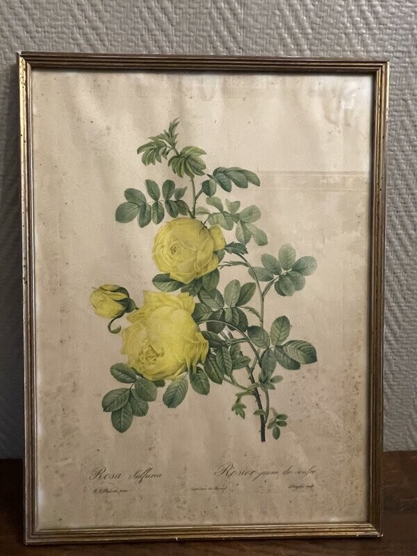 "Rosa sulfurea" - 31 cm x 42 cm