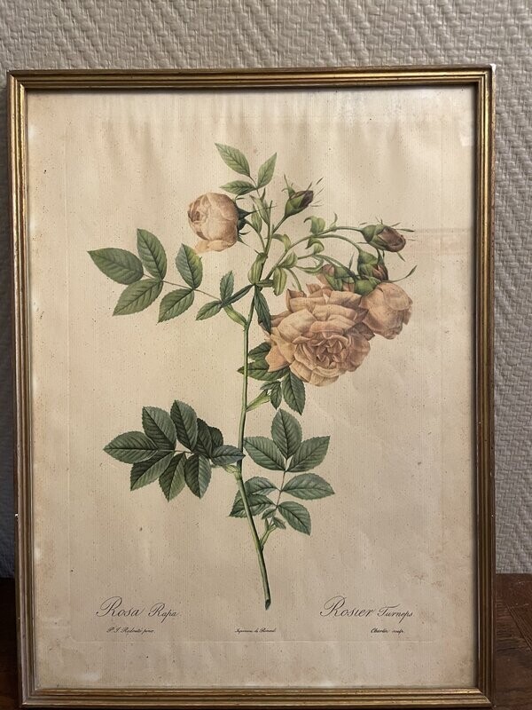 "Rosa Rapa" - 31 cm x 42 cm