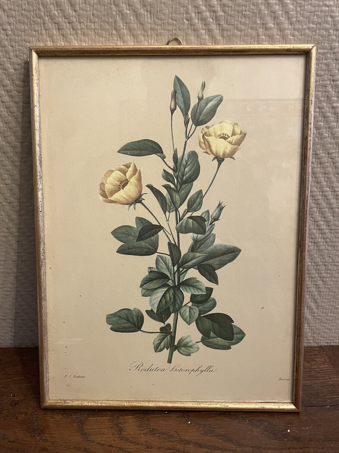 Gravure de "Redutea heterothylla" 23 cm x 30 cm