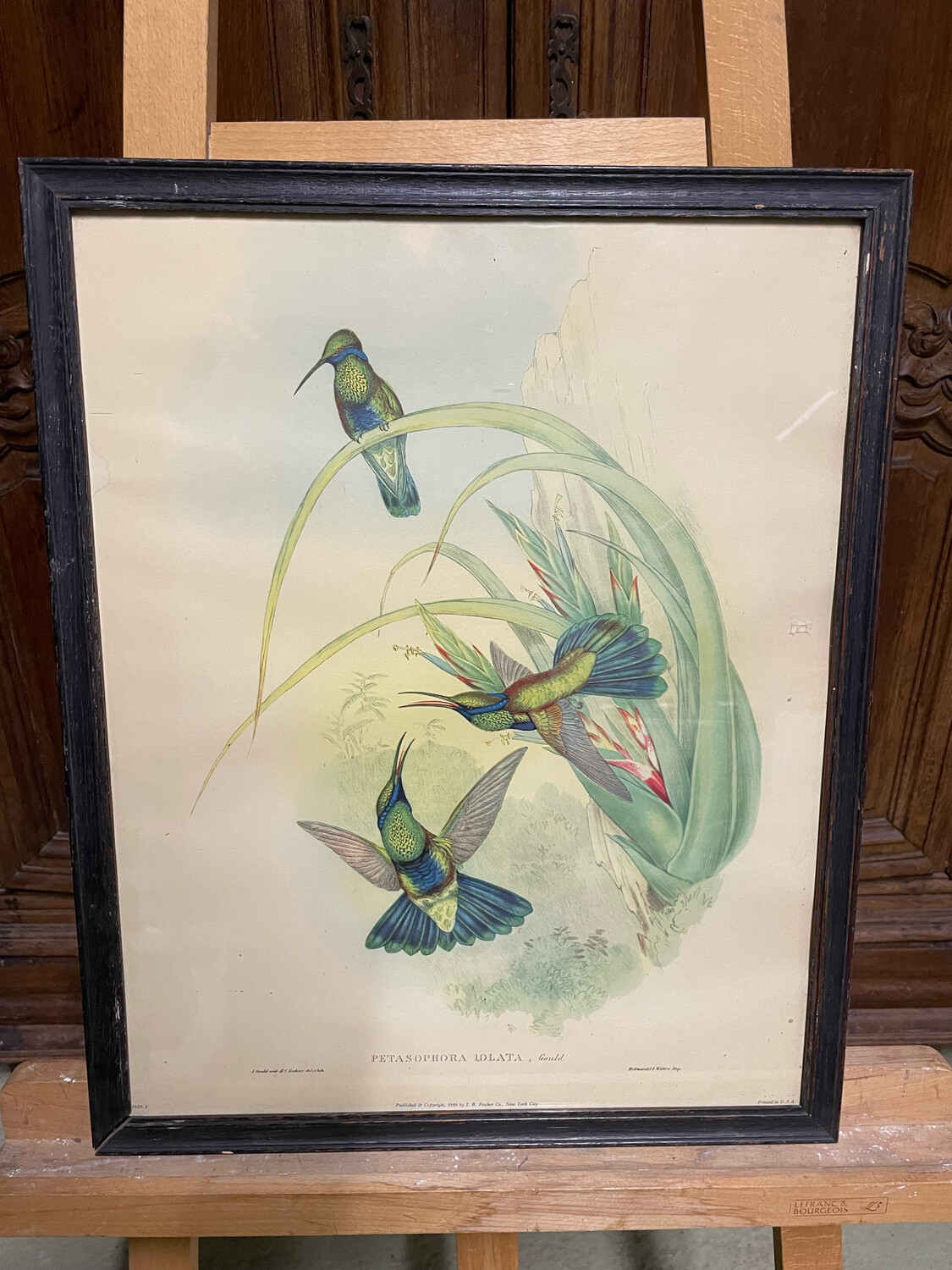 Fleurs et colibris reproduction encadrée "Petasophora iolata" - 51 x 40,5 cm