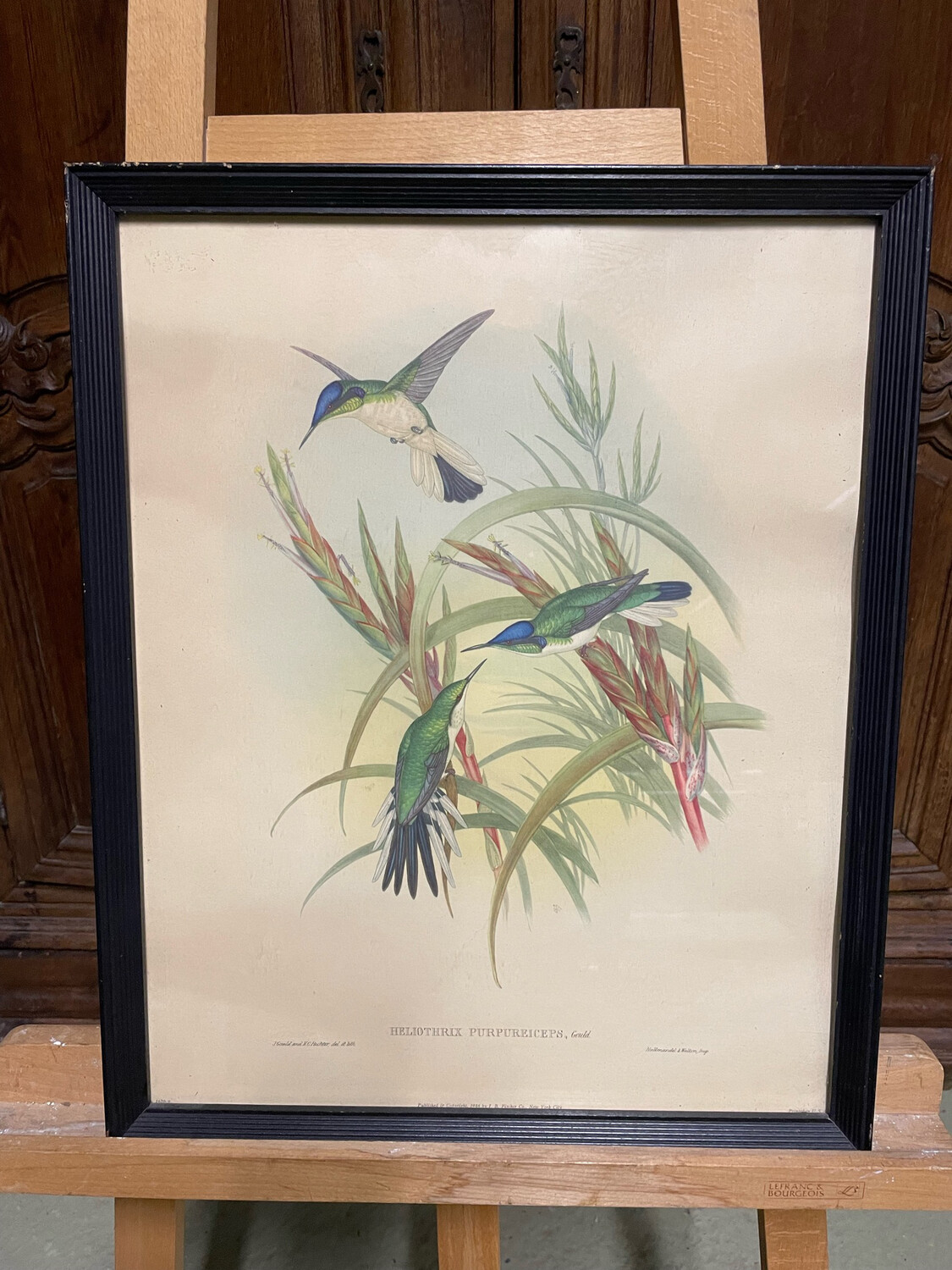 Fleurs et colibris reproduction encadrée "heliothrix purpureiceps" - 51 x 40,5 cm