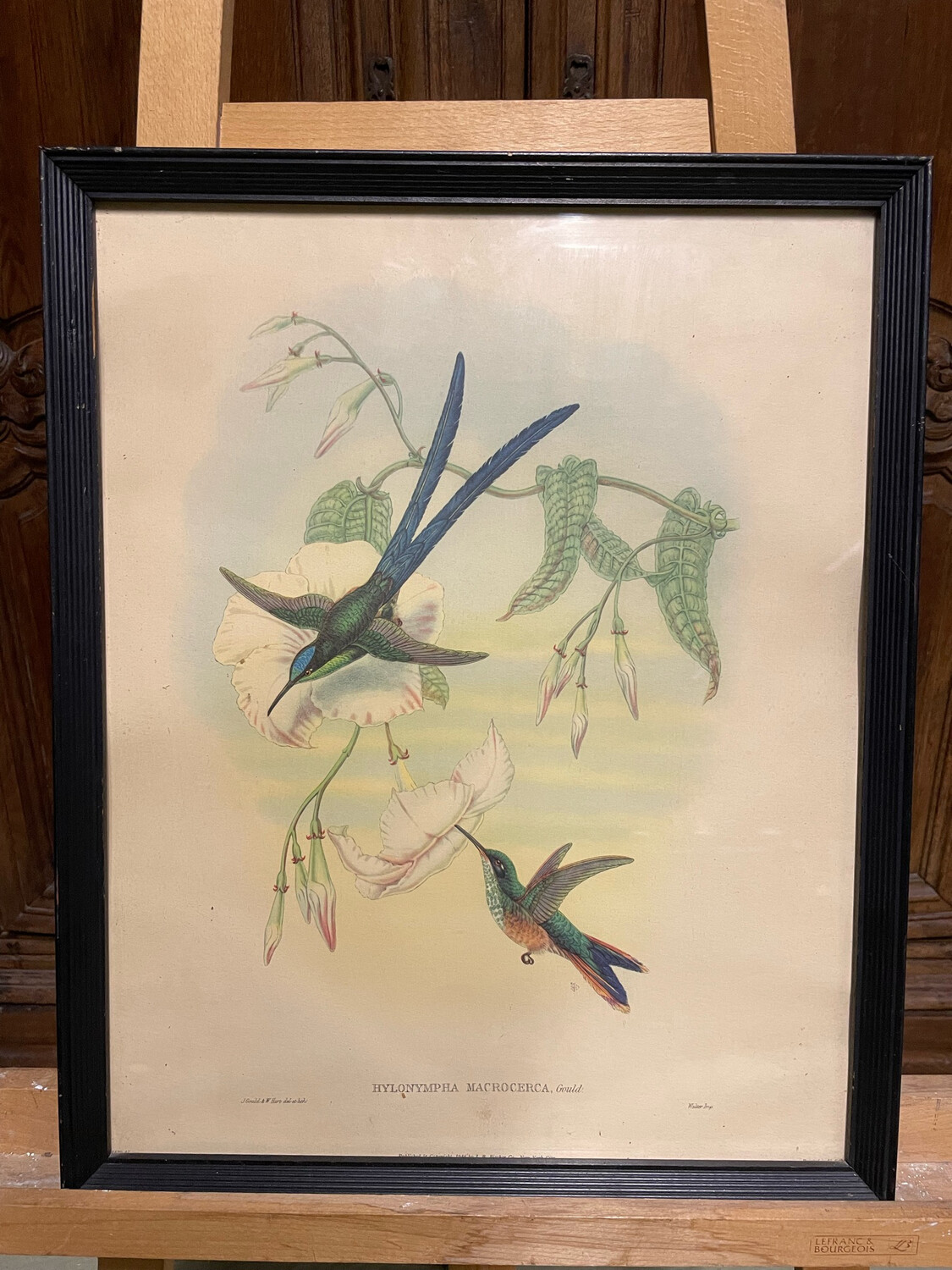 Fleurs et colibris reproduction encadrée "Hylonympha Macrocerca" - 51 x 40,5 cm