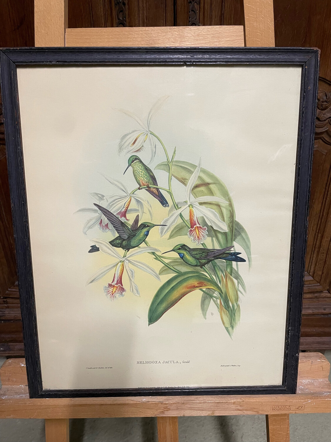 Fleurs et colibris reproduction encadrée "Heliodexa Jacula" - 51 x 40,5 cm