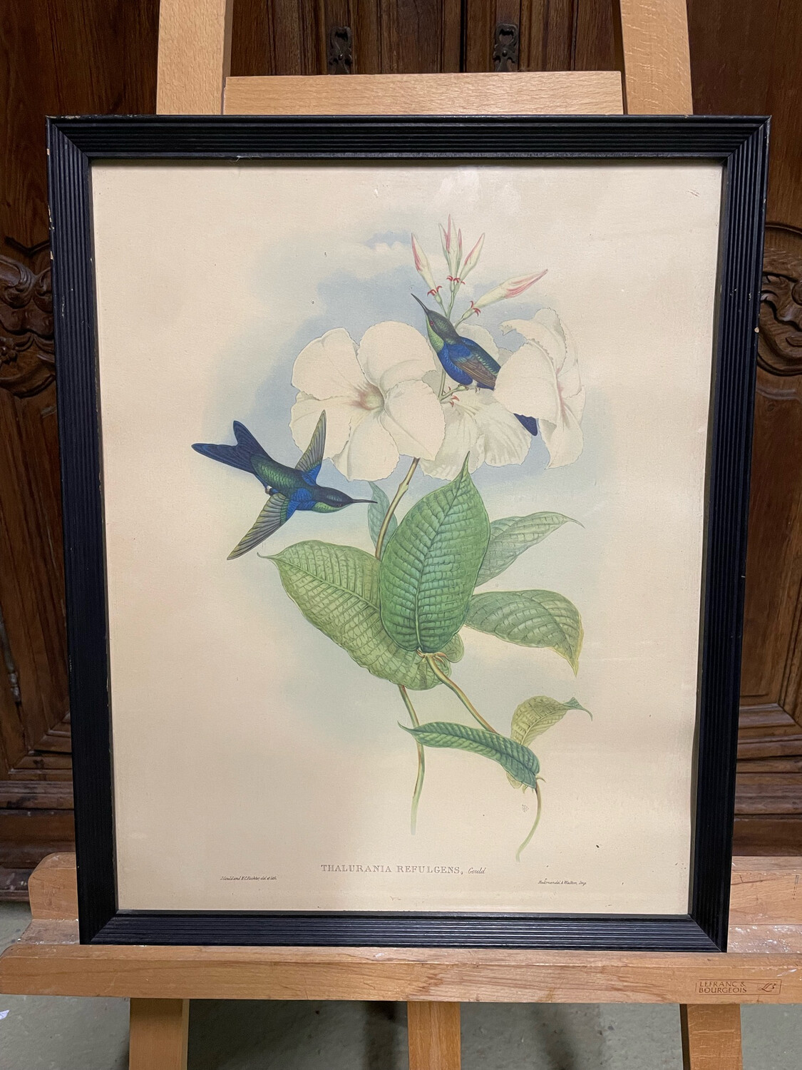 Fleurs et colibris reproduction encadrée "Thalurania refulgens" - 51 x 40,5 cm