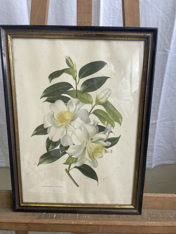 Gravure en couleur représentant un Camélia Japonnica - 37 x 50 cm