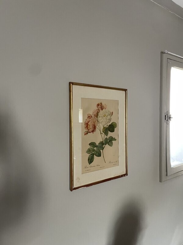 Gravure en couleur représentent une fleur - 47 x 36 cm