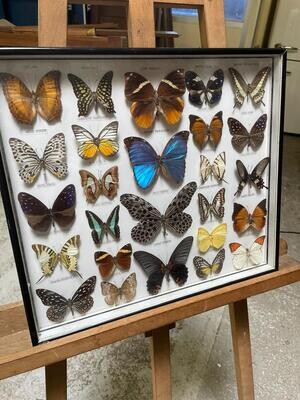 Cadre vitré représentant des papillons - 40,5 x 46 cm