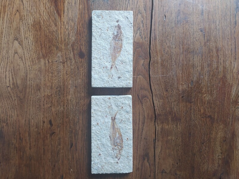 Une plaque et contreplaque d'un poisson 