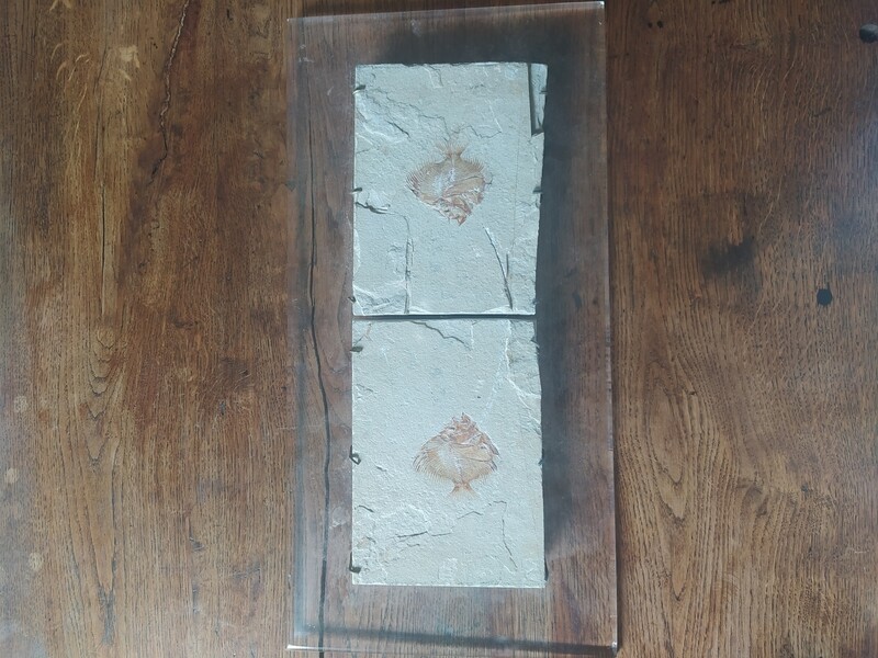 Une plaque et contreplaque d'un poisson