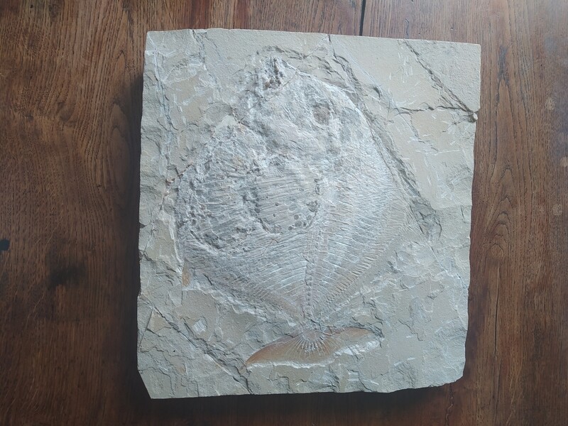 Une plaque d'une daurade