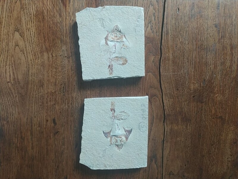 Une plaque et contreplaque d'un poisson 