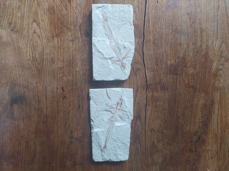 Plaque et contreplaque d'un poisson 