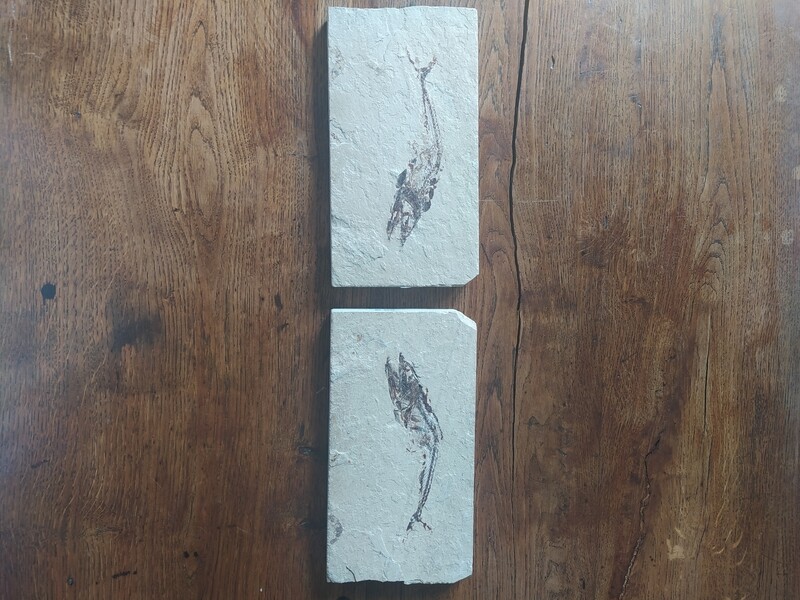 Plaque et contreplaque d'un poisson 