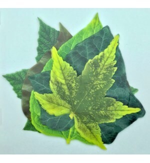 French Ivy Leaves