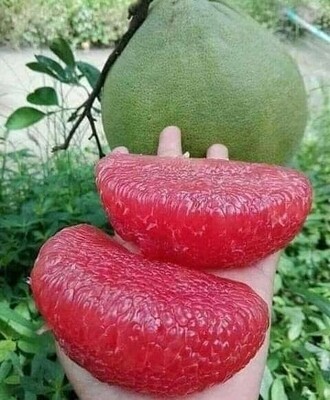 Pomelo grapefruit seeds, citrus Maxima, fruits seeds, Ceylon fruit seeds for planting, Ceylon seeds for garden 10 seeds pack
