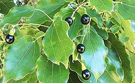ceylon cinnamon seeds, cinnamon seeds, Cinnamomum Zeylanicum Verum, Ceylon True Cinnamon Seeds for planting 10 seeds pack