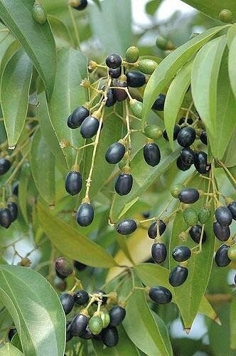 ceylon cinnamon seeds, cinnamon seeds, Cinnamomum Zeylanicum Verum, Ceylon True Cinnamon Seeds for planting 10 seeds pack