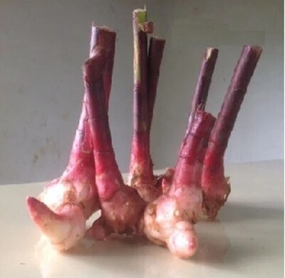 3 pieces Insulin plant rhizome, spiral flag plant bulbs, fiery costus, chamaecostus cusp, costus igneus, hyperglycemia
