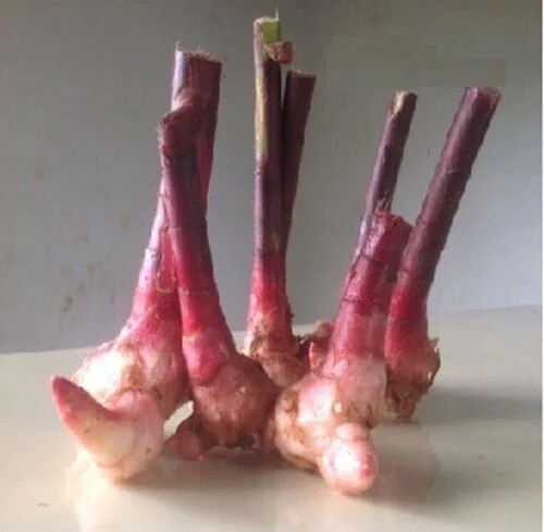 3 pieces Insulin plant rhizome, spiral flag plant bulbs, fiery costus, chamaecostus cusp, costus igneus, hyperglycemia