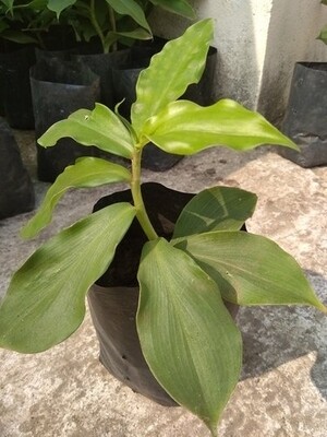3 pieces Insulin plant rhizome, spiral flag plant bulbs, fiery costus, chamaecostus cusp, costus igneus, hyperglycemia