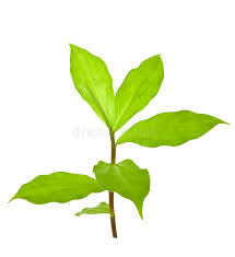3 pieces Insulin plant rhizome, spiral flag plant bulbs, fiery costus, chamaecostus cusp, costus igneus, hyperglycemia