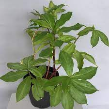 3 pieces Insulin plant rhizome, spiral flag plant bulbs, fiery costus, chamaecostus cusp, costus igneus, hyperglycemia